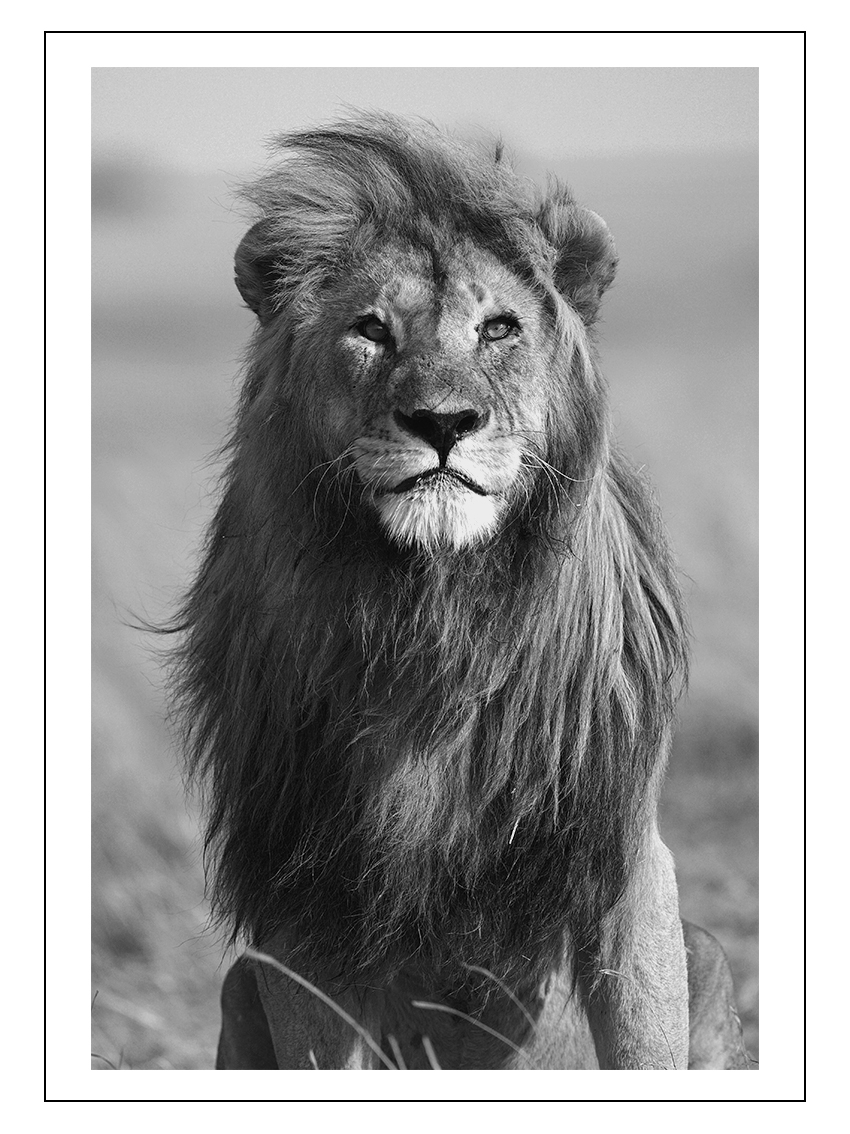 Relatie Moment Bewustzijn Dieren poster van een leeuw zwart wit voor in huis | imints