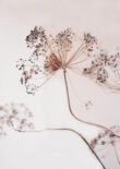 Interieur Poster Gedroogd Dille