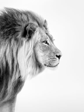 dieren poster leeuw